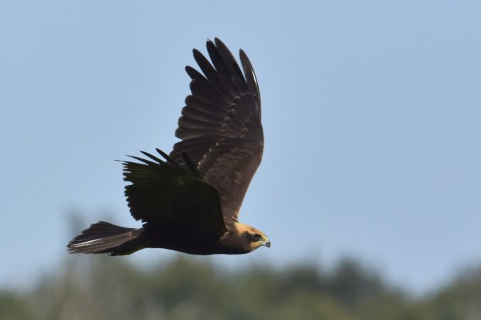 Les oiseaux du marais Saint Boétien et des communaux de Pierrepont (02)